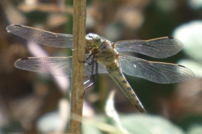<i>Orthetrum cancellatum</i>