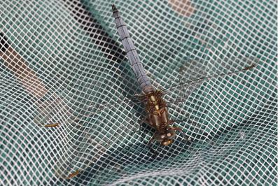 <i>Orthetrum coerulescens</i>
