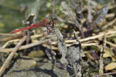 <i>Sympetrum fonscolombii</i>