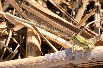 <i>Platycnemis</i>