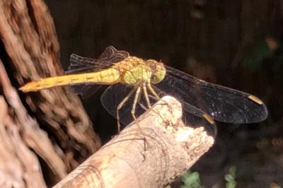 <i>Sympetrum meridionale</i>