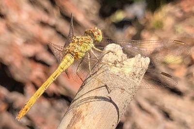 <i>Sympetrum meridionale</i>
