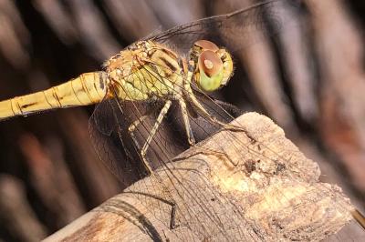 <i>Sympetrum meridionale</i>