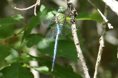 <i>Anax imperator</i>