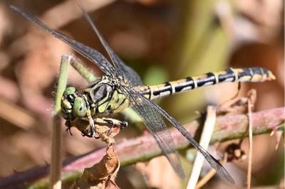 <i>Onychogomphus forcipatus</i>
