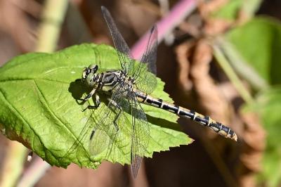 <i>Onychogomphus forcipatus</i>