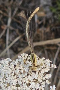 <i>Platycnemis pennipes</i>