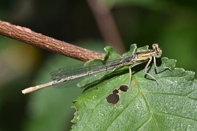 <i>Platycnemis pennipes</i>