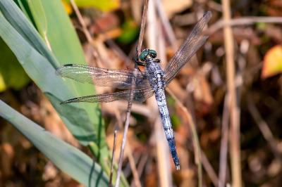 <i>Orthetrum albistylum</i>
