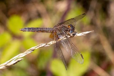 <i>Crocothemis erythraea</i>