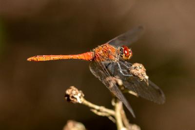 <i>Sympetrum sanguineum</i>