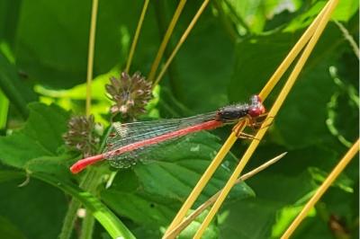 <i>Ceriagrion tenellum</i>