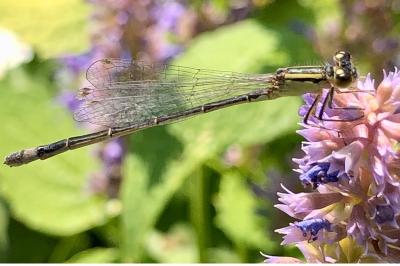 <i>Ischnura elegans</i>
