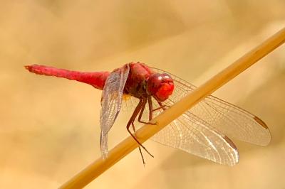 <i>Crocothemis erythraea</i>