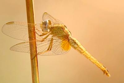 <i>Crocothemis erythraea</i>
