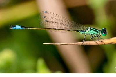 <i>Ischnura elegans</i>