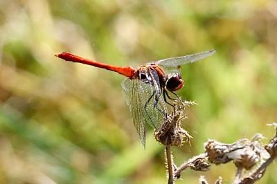 <i>Sympetrum sanguineum</i>