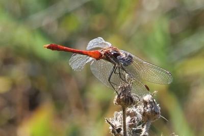 <i>Sympetrum sanguineum</i>