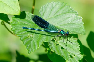 <i>Calopteryx splendens</i>