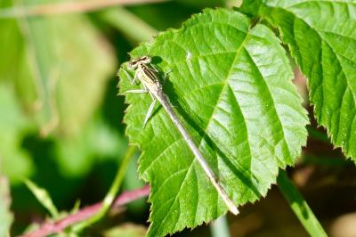 <i>Platycnemis pennipes</i>