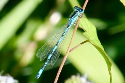 <i>Coenagrion mercuriale</i>