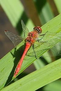 <i>Sympetrum sanguineum</i>