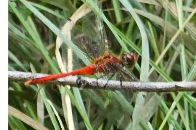 <i>Sympetrum sanguineum</i>