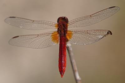 <i>Crocothemis erythraea</i>