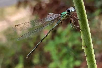 <i>Chalcolestes viridis</i>