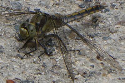 <i>Orthetrum cancellatum</i>