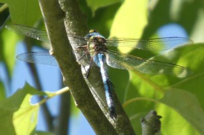 <i>Anax imperator</i>