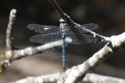 <i>Aeshna affinis</i>