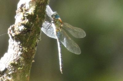 <i>Aeshna affinis</i>