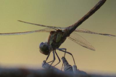 <i>Sympetrum striolatum</i>