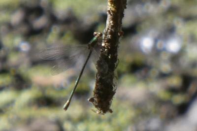 <i>Chalcolestes viridis</i>