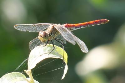 <i>Sympetrum sanguineum</i>