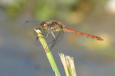 <i>Sympetrum striolatum</i>