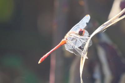 <i>Sympetrum sanguineum</i>
