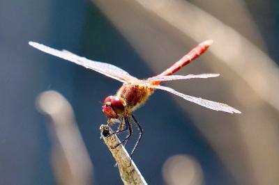 <i>Sympetrum sanguineum</i>