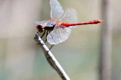 <i>Sympetrum sanguineum</i>