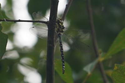 <i>Aeshna cyanea</i>