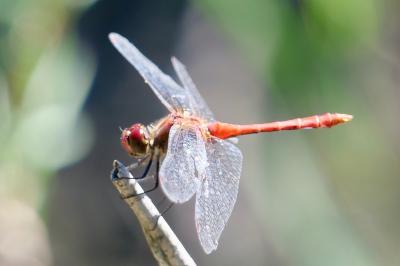 <i>Sympetrum sanguineum</i>
