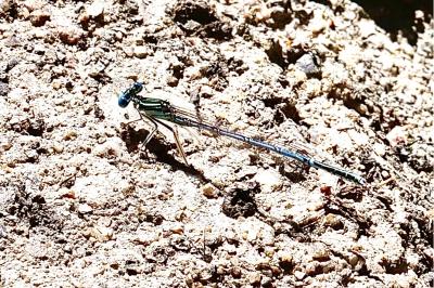 <i>Platycnemis pennipes</i>
