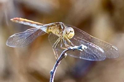 <i>Sympetrum meridionale</i>