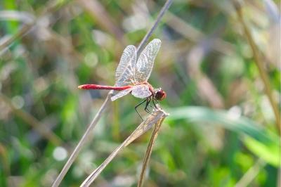 <i>Sympetrum sanguineum</i>