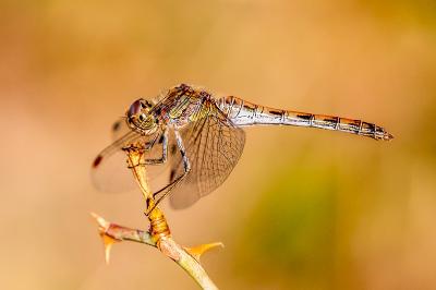 <i>Sympetrum striolatum</i>