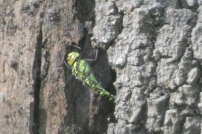 <i>Aeshna cyanea</i>
