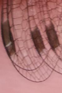 <i>Lestes virens</i>