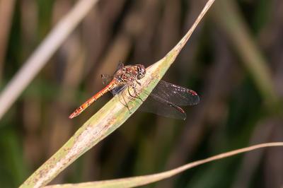 <i>Sympetrum striolatum</i>