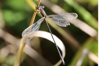 <i>Lestes virens</i>